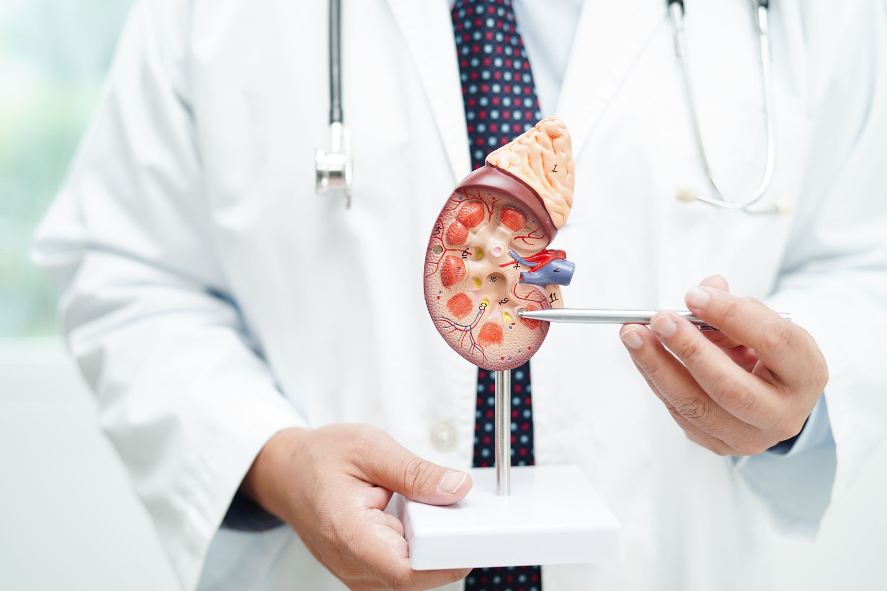 chronic-kidney-disease-doctor-with-model-treatment-urinary-system-urology-estimated (1)